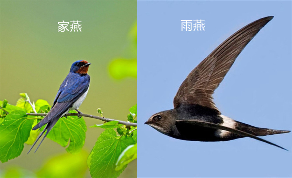 落地等于死亡一生边飞边睡的无脚鸟雨燕怎么繁衍后代