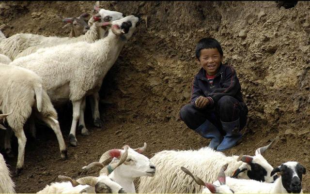 放羊娃意外发现日军藏的宝藏13辆卡车才拉完政府奖励100块