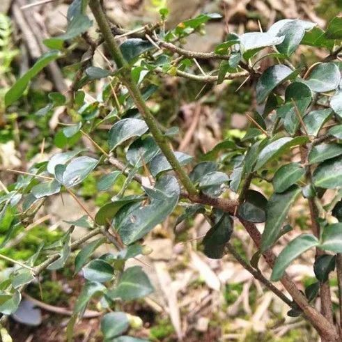 绣花针草药的功效作用,绣花针草药怎么吃