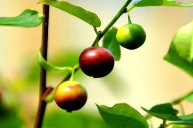 西米的功效与作用,西米的正确煮法