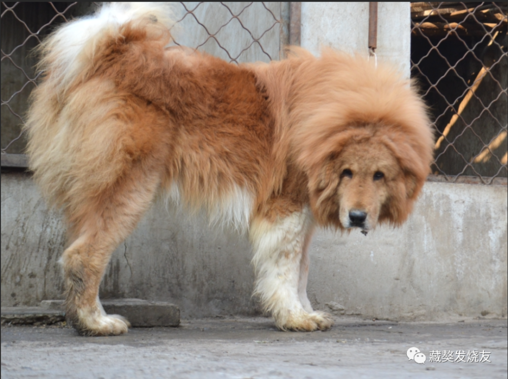 鬆獅,金多犬,土耳其坎高犬,印度流浪狗,蒙古細犬,西伯利亞雪橇犬,青川