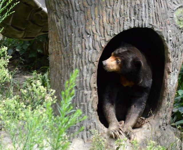 狼群有没有可能像东北虎那样将冬眠的熊拖出来吃掉呢