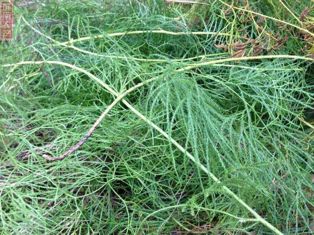 以前当柴烧现在身价倍涨30元一斤供不应求农村野草都认识下