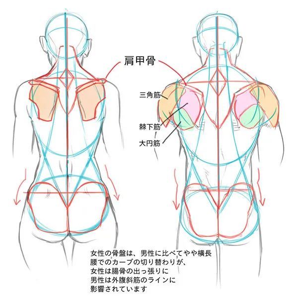 插畫教程|男性女性背部肌肉表現