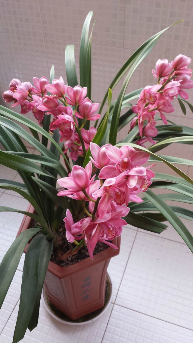 兰花界的巨无霸植株强壮花大色美栽培容易可做年宵花