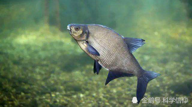鱼好吃刺难挑科学家培育出了无刺武昌鱼
