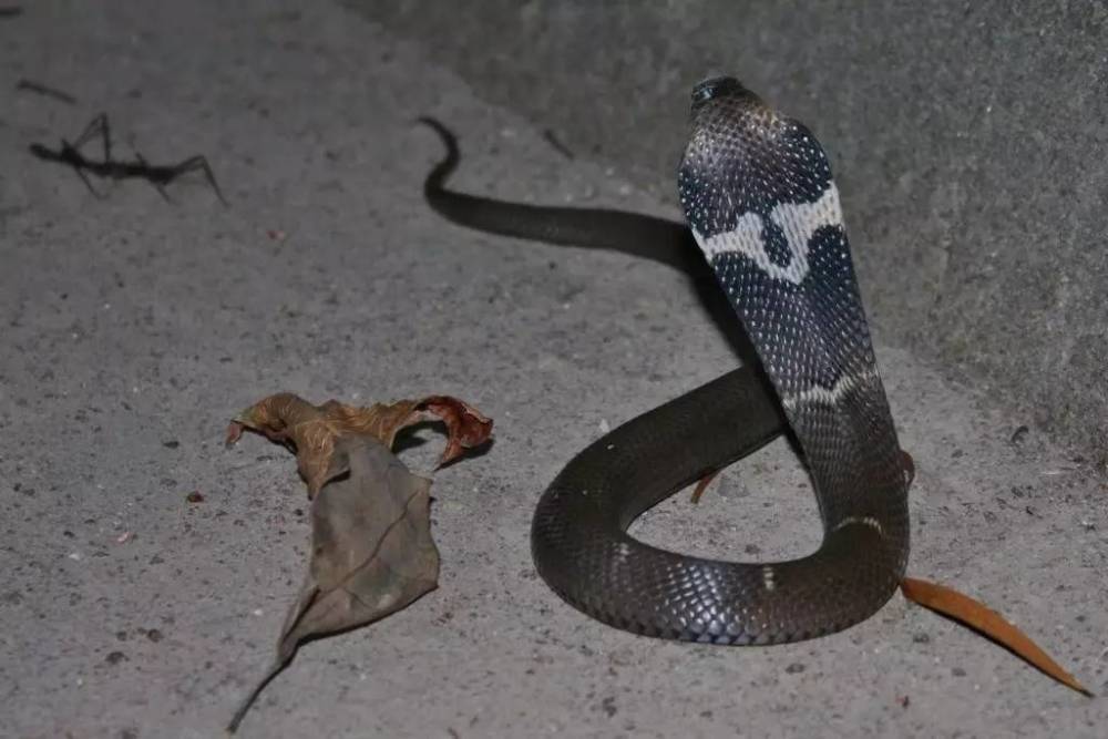 浙江一男子3个月捕了200余条眼镜蛇专家保护动物每条1000元