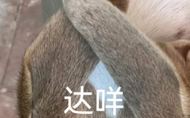 "热梗百科"哒咩"什么梗?