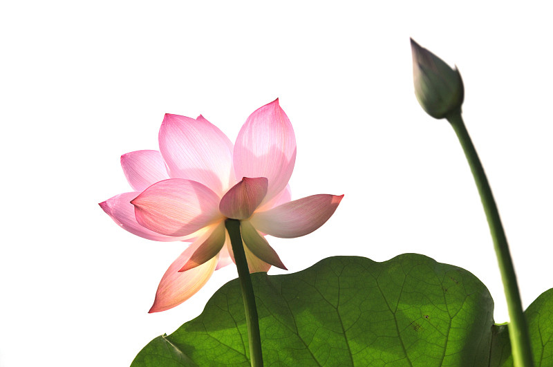 莲商会白莲加工设备的诞生 腾讯新闻