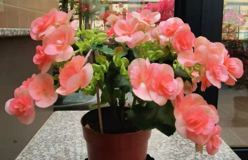 室内暖气房 到了冬天该养什么花 盆栽这4样植株不停地开花 社会资讯 资讯 南星商贸网