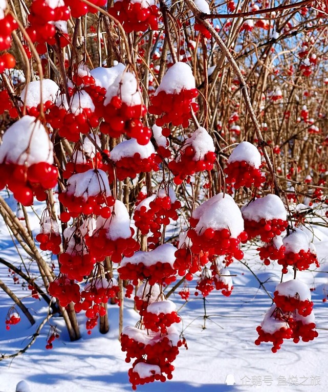 雪里一抹红,如同是你那甜甜的脸,阳光下鲜红欲滴