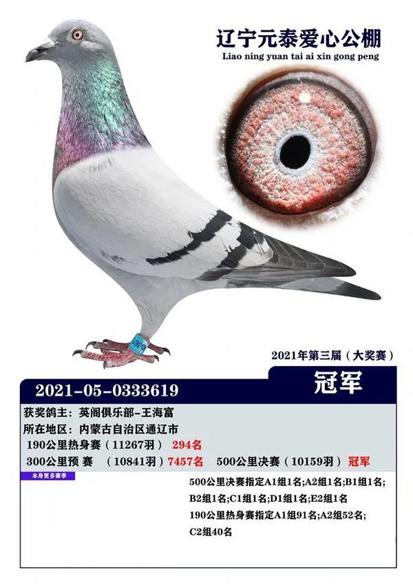 图集东北冠军鸽王霸气来袭