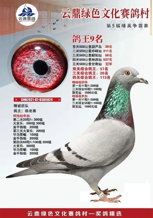 图集东北冠军鸽王霸气来袭