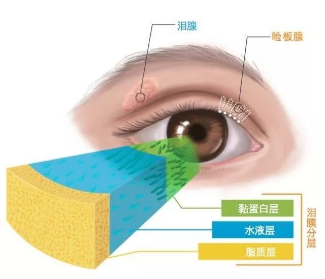 眨眼有助于泪液分泌,但当我们长时间近距离用眼时,眨眼行为会变少