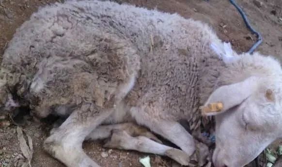僵羊该如何处理?一定要看!