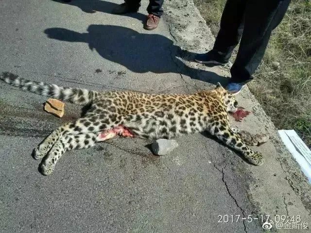 我们拥抱了新年这几只豹子却永远留在了2021