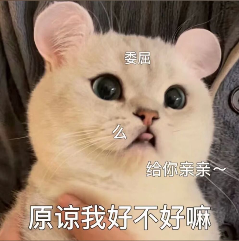 撩对象的可爱猫咪表情包