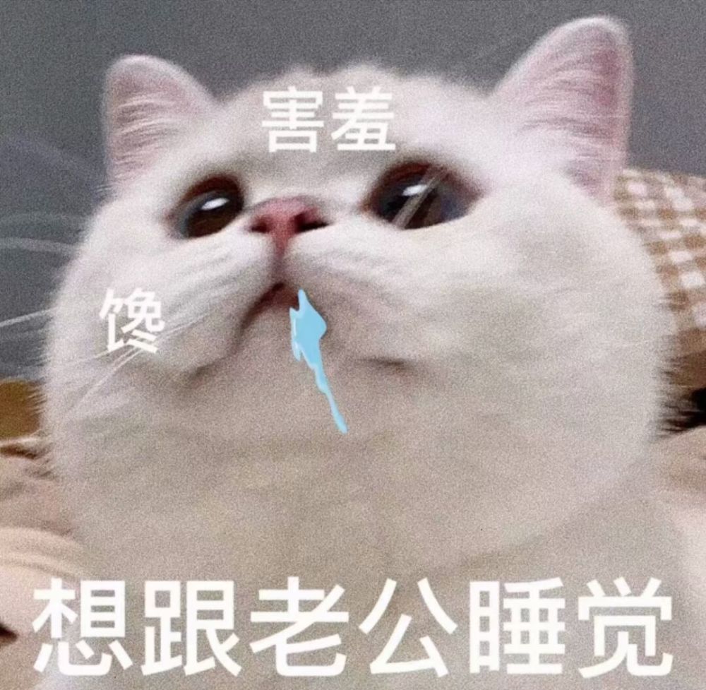 撩对象的可爱猫咪表情包