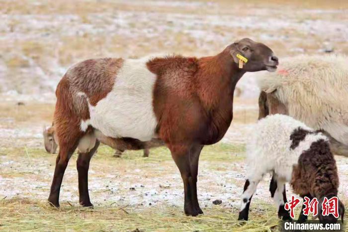 青海羊品种图片