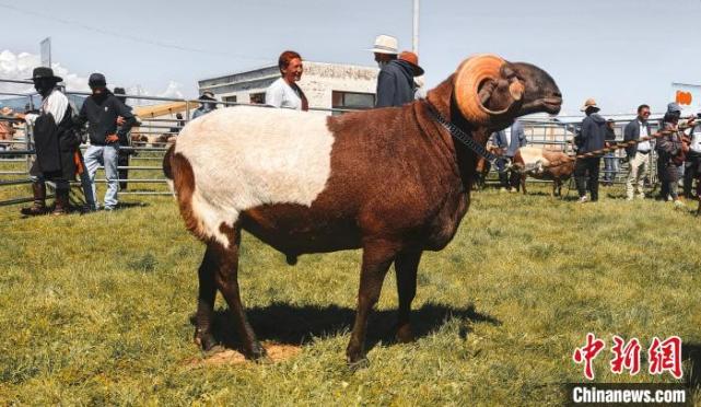 青海开展无角欧拉羊培育羔羊成活率达9752