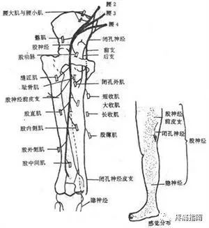 閉孔神經支配肌肉及累及後表現