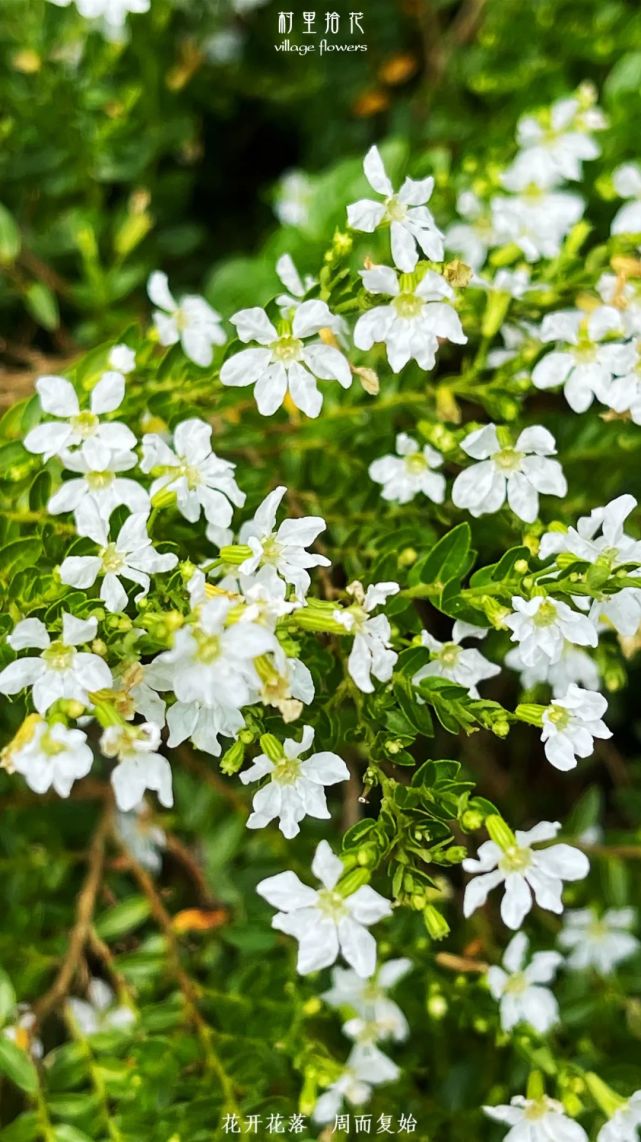 白色萼距花别    名:满天星,紫花满天星,细叶雪茄花,萼距花拉丁学名