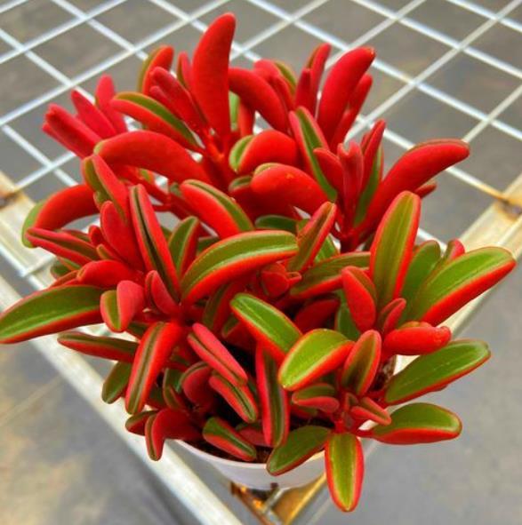 家里采光不好,摆上几盆红背椒草,漂亮好养轻松爆盆,适合北阳台_腾讯新