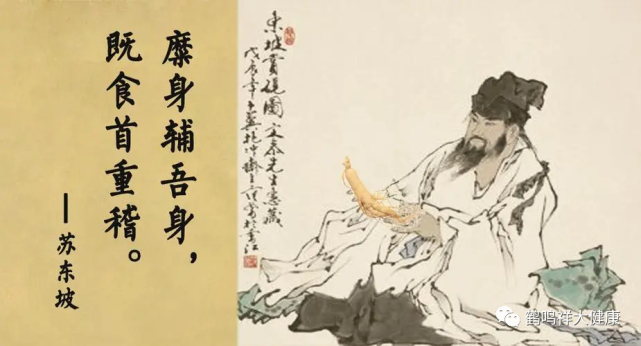 苏轼每日咀嚼野山参胜过佳酿好茶