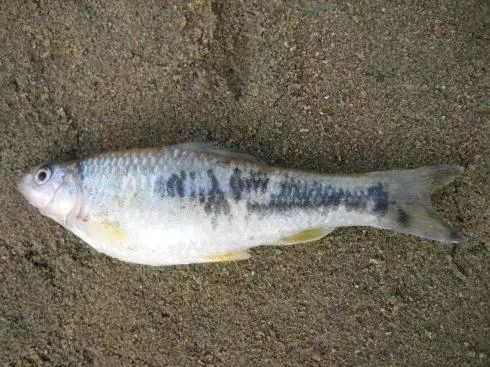 過去一年在松花江釣的魚,東北釣友認識幾種?