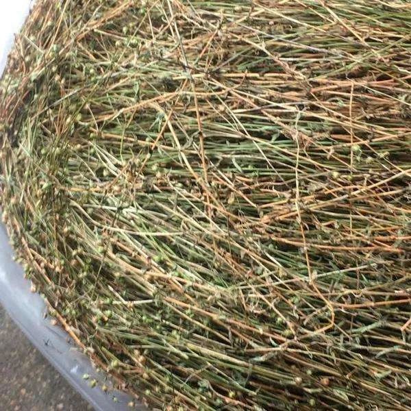 四叶莲的功效与作用,四叶莲泡酒配方