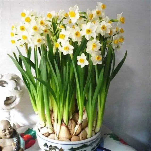 图文 常见的 7种带毒花 家里经常养 建议多了解 避免受伤害 的花是一种曼陀罗 夏季养生知识网