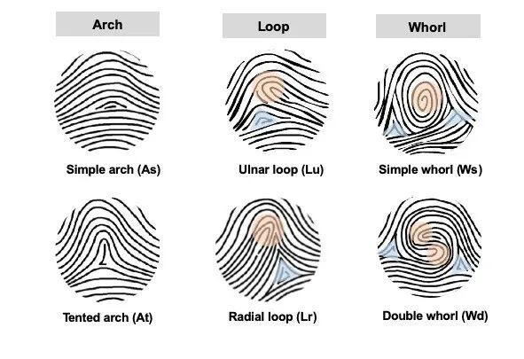2022中国团队首篇细胞复旦中科院团队揭开指纹花纹的形成之谜