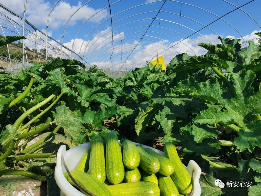 其中,種植西葫蘆800餘畝,預計年產量共1600噸,產值預計突破300萬餘元.