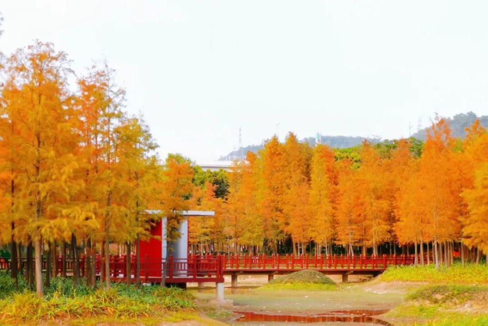 龍崗發佈紅花嶺公園■交通:m307/810公交車至白沙水站左走1公里■門票