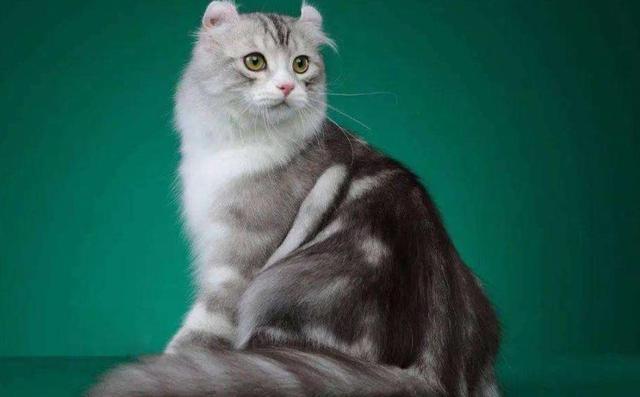 世界上最贵的十种猫咪,第一名竟然是它_腾讯新闻