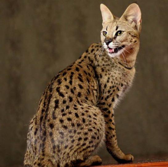 世界上最贵的十种猫咪,第一名竟然是它_腾讯新闻