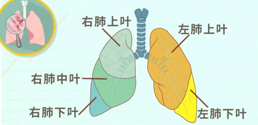 5个肺叶大小尺寸图片