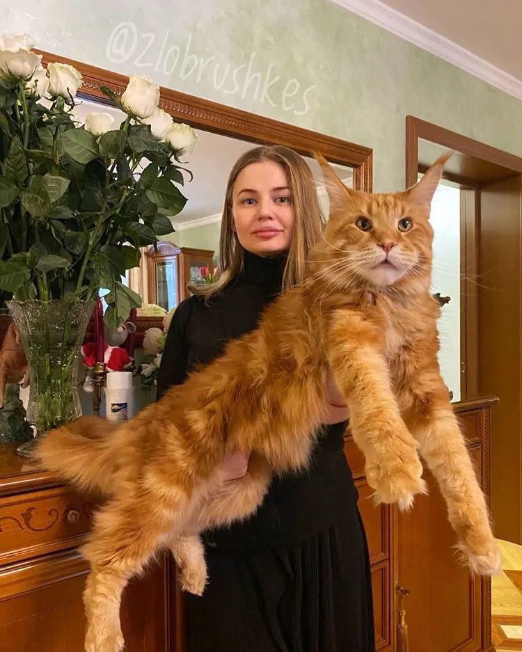 抱来我养的缅因给朋友看朋友这是只狮子吧