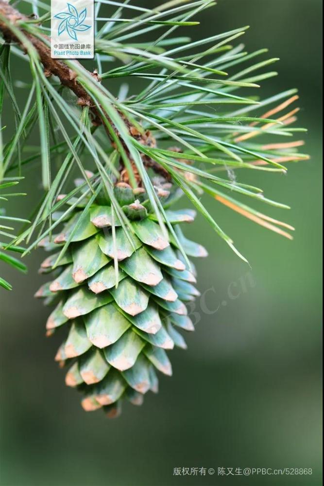 林草科普敦煌壁画中的植物松树