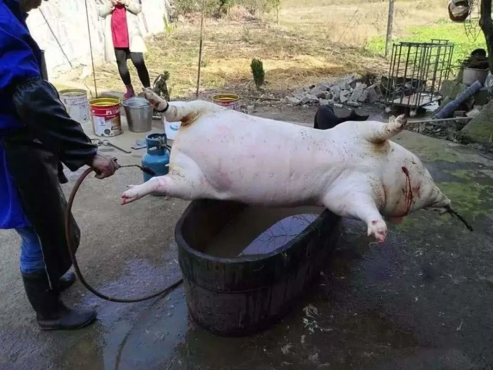 过去杀年猪总要把猪吹得很大,为啥皮肉不会分离?