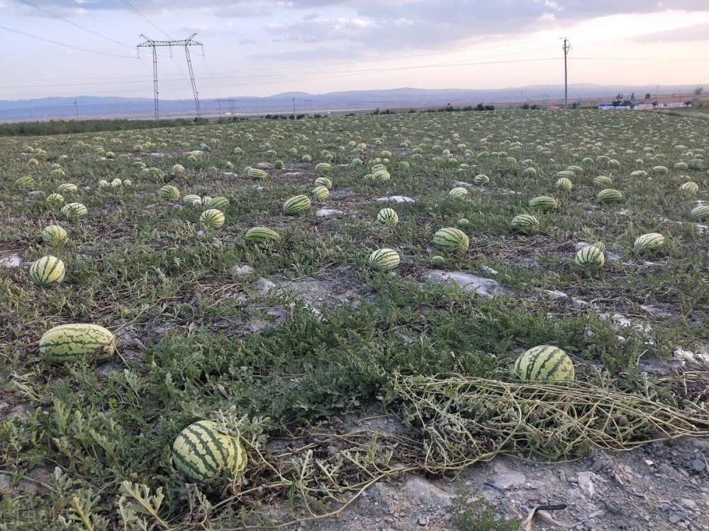 每亩1500元补助宁夏中卫对戈壁西瓜下狠手这要跌落神坛