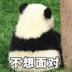 真·熊猫表情包合集
