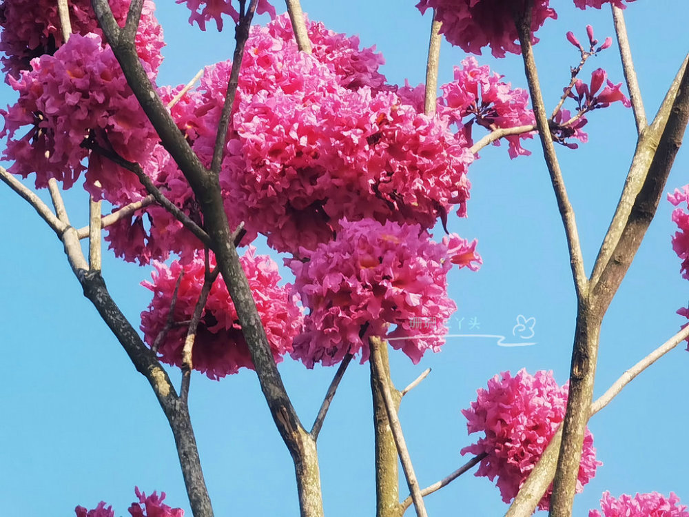 紫花风铃木花开广州这湖边粉紫一片有山水相伴浪漫美丽
