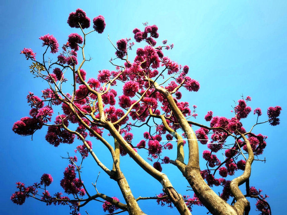 紫花风铃木花开广州这湖边粉紫一片有山水相伴浪漫美丽