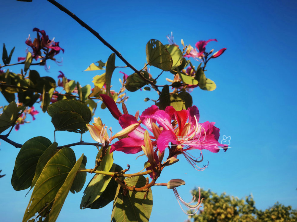 紫花风铃木花开广州这湖边粉紫一片有山水相伴浪漫美丽