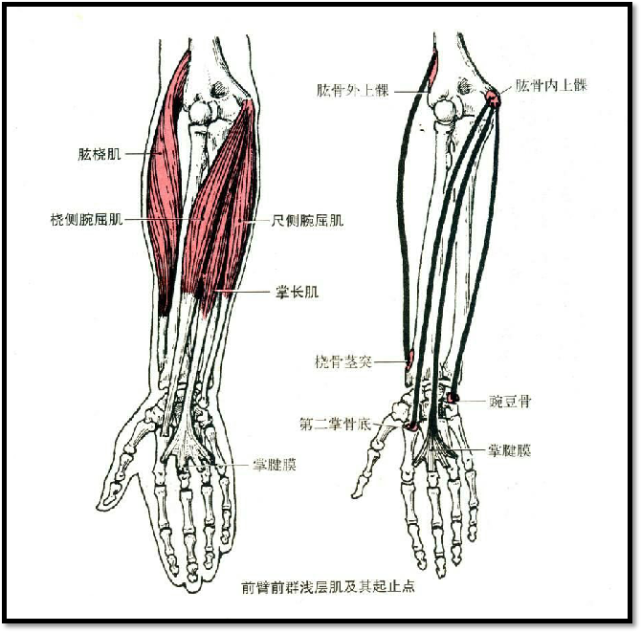 桡侧腕短伸肌图片