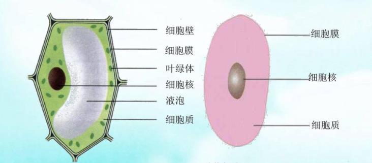 为什么植物细胞都有细胞壁 动物细胞却没有 这背后有什么秘密 腾讯新闻