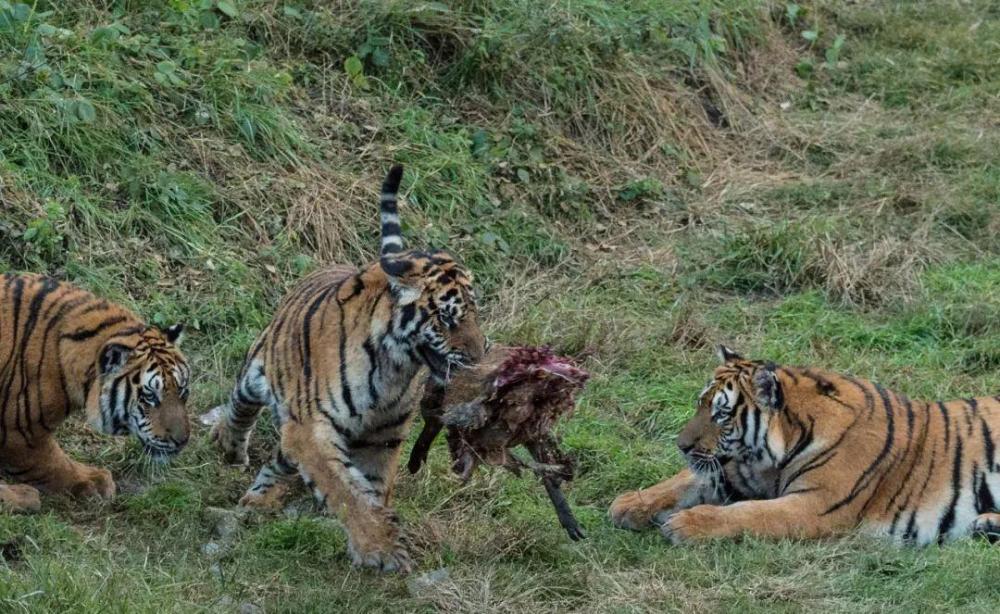 华南虎能野化吗20头华南虎具有猎杀动物能力何时能重返山林