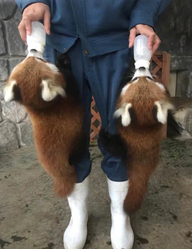 千万不要吓唬小熊猫否则它会举手投降