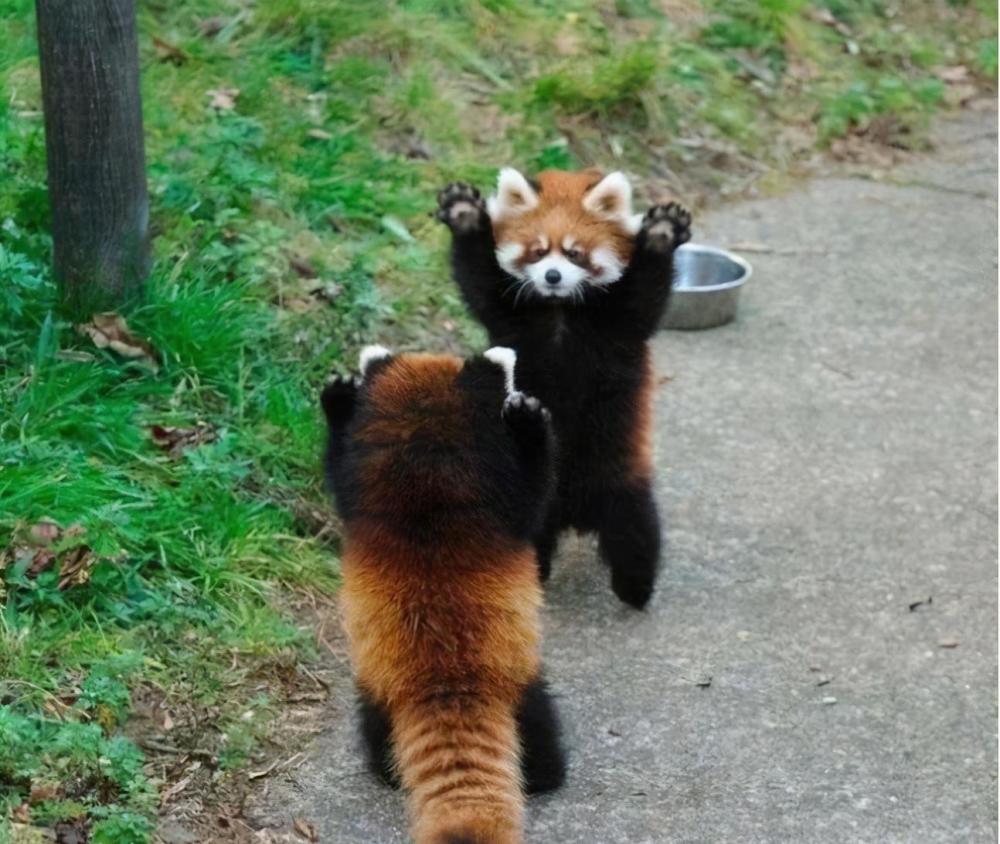 胆小的小熊猫为什么遇到危险时总会举手投降